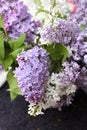 Real fresh bunches of white and purple lilac