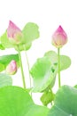 Real fresh pink lotus flower Royalty Free Stock Photo