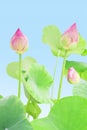 Real fresh pink lotus flower Royalty Free Stock Photo