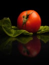 real fresh tomato Royalty Free Stock Photo