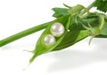 Real fresh water pearls in fresh pea pod