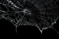 Real frost covered spider web isolated Royalty Free Stock Photo