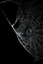 Real frost covered spider web isolated black