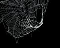 Real frost covered spider web isolated black