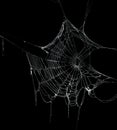 Real frost covered spider web Royalty Free Stock Photo