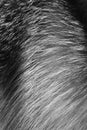 Real fur Royalty Free Stock Photo