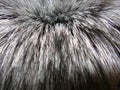 Real fur of silver fox Royalty Free Stock Photo