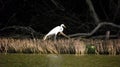 Real Garza among mangroves Royalty Free Stock Photo