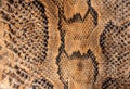 Real genuine python snake skin background, exotic animals confiscated by border by custom, banned from entry into Europe