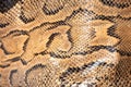 Real genuine python snake skin background, exotic animals confiscated by border by custom, banned from entry into Europe