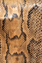 Real genuine python snake skin background, exotic animals confiscated by border by custom