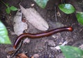 Real Giant millipede on the soil ground