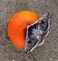 Real giant moth Saturnia pyretorum from Taiwan on orange