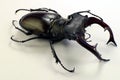 Real giant stag beetle Lucanus cervus.