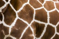 Real giraffe skin or background texture fur. Animal pattern detail wide banner Royalty Free Stock Photo