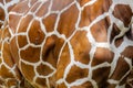 Real giraffe skin pattern image Royalty Free Stock Photo