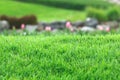 Real grass with blur background