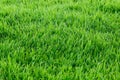 Real grass for pattern and background