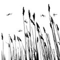 Real grass silhouette and few dragonflies Royalty Free Stock Photo