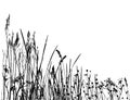 Real grass silhouette / vector Royalty Free Stock Photo