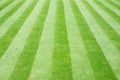 Real Grass Striped Lawn Royalty Free Stock Photo