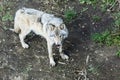 Real gray wolf running, in the forest background. Close to wolf in natural environment. Close up portrait of a Timber wolf in the Royalty Free Stock Photo