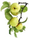 Real green apples on a branch with leaves Royalty Free Stock Photo