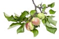 Real green apples on a branch with leaves Royalty Free Stock Photo