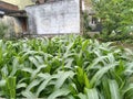 Real Green corn  plant looks so fresh Royalty Free Stock Photo