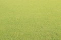 Real green grass background texture Royalty Free Stock Photo
