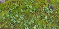 Real Green Moss Seamless Texture Royalty Free Stock Photo