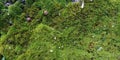 Real Green Moss Seamless Texture