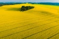 Real heart shaped copse of forest among rape field. Nature love. Valentine symbol. Royalty Free Stock Photo