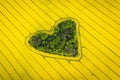 Real heart shaped copse of forest among rape field. Nature love. Valentine symbol.