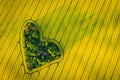 Real heart shaped copse of forest among rape field..Nature love