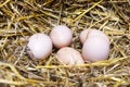 Real the hen roost with eggs. Royalty Free Stock Photo
