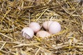 Real the hen roost with eggs. Royalty Free Stock Photo