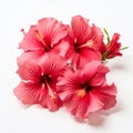 Real Hibiscus Flowers On White Background - Jillian Tamaki Style Royalty Free Stock Photo