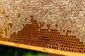 Real honeycomb full with honey and pollen