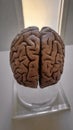 Real human brain image