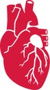 Real human heart organ