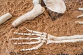 Real human skeleton hand laying on sand