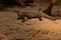 Real iguana perched atop a sandy mound on a sun-kissed beach