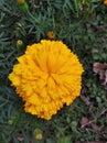 Real and Indian marigold.unique marigold of INDIA.