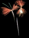 Real Isolated Fireworks, Butterfly Pattern