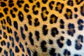 Real jaguar skin Royalty Free Stock Photo