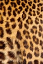 Real jaguar skin Royalty Free Stock Photo