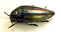 Real jewell beetle Sternocera iris from Congo iridescen color