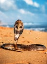 Real King cobra on the beach