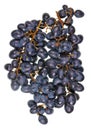 A real large bunch and heap of sweet dark blue Isabella grape Royalty Free Stock Photo